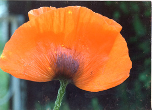 mohnbild