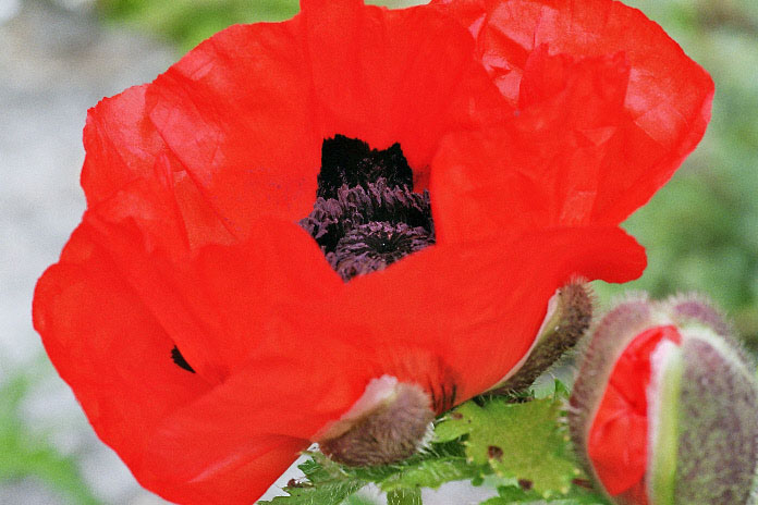mohn